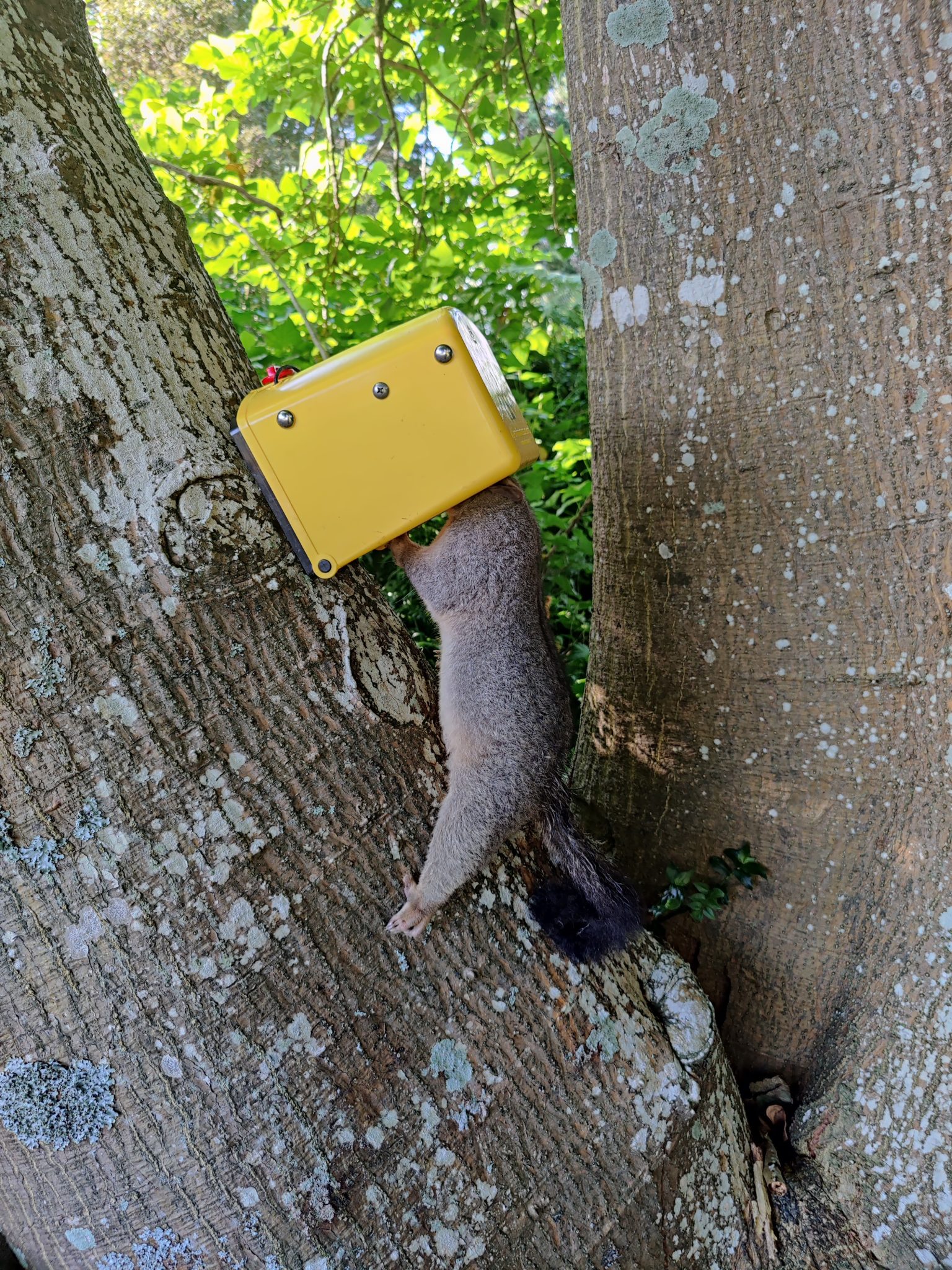Flipping Timmy Possum Trap ratboy.co.nz